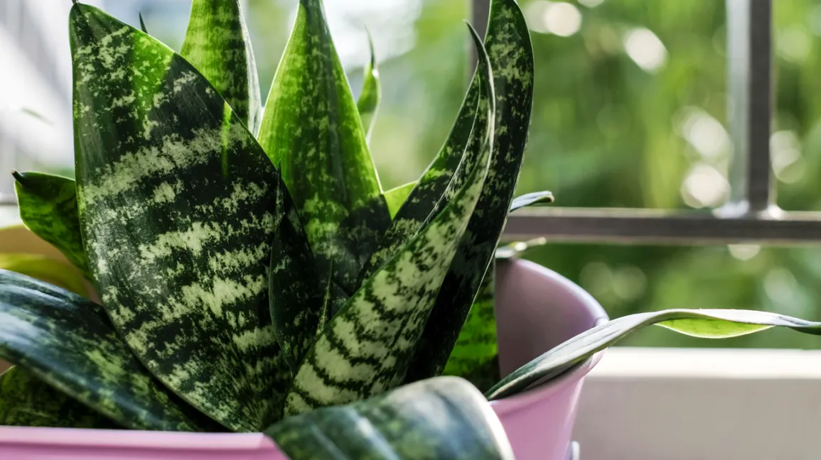 snake plant