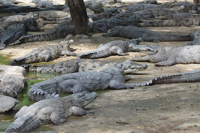 madras-crocodile-bank