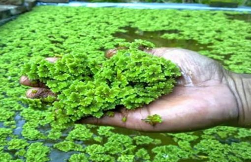 azolla