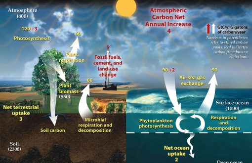 carbon sink