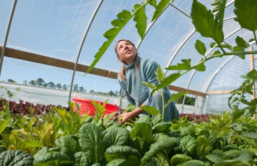 organic-farming-india