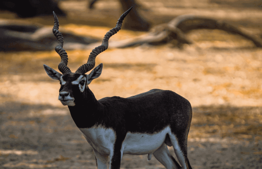 guindy-national-park