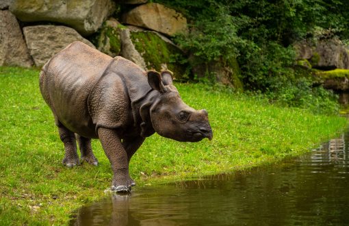 10-best-places-to-visit-in-assam