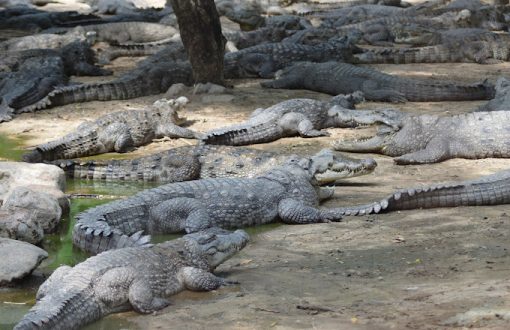 madras-crocodile-bank