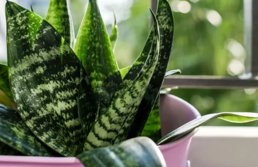 snake plant